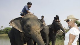 V Thajsku žijí sloni indičtí. Často přicházejí do kontaktu s lidmi.
