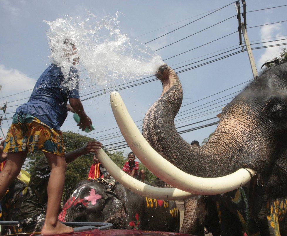 V Thajsku žijí sloni indičtí. Často přicházejí do kontaktu s lidmi.