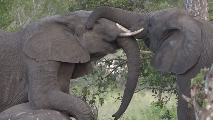 Sloni se loučí s umírajícím členem stáda