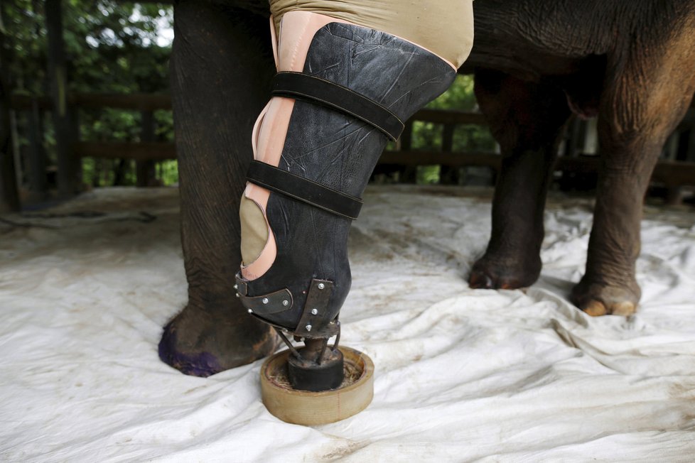 Obětavý doktor dělá protézy slonům.