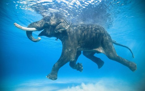Obojživelný slon Rajan si užívá vodní hrátky.