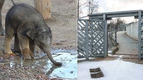 Sloni z pražské zoo mohou ven i v zimě, neuklouznou díky vyhřívanému chodníku.