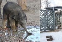 Sloni v pražské zoo mají vyhřívaný chodník: Aby v zimě mohli ven a neuklouzli