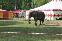 V Litvě zakázali českému cirkusu vystoupení slonů: Německému artistovi pozastavili oprávnění