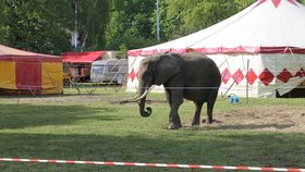 V Litvě zakázali českému cirkusu vystoupení slonů: Zvířata prý týrali zimou (ilustrační foto).