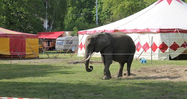 V Litvě zakázali českému cirkusu vystoupení slonů: Zvířata prý týrali zimou (ilustrační foto).