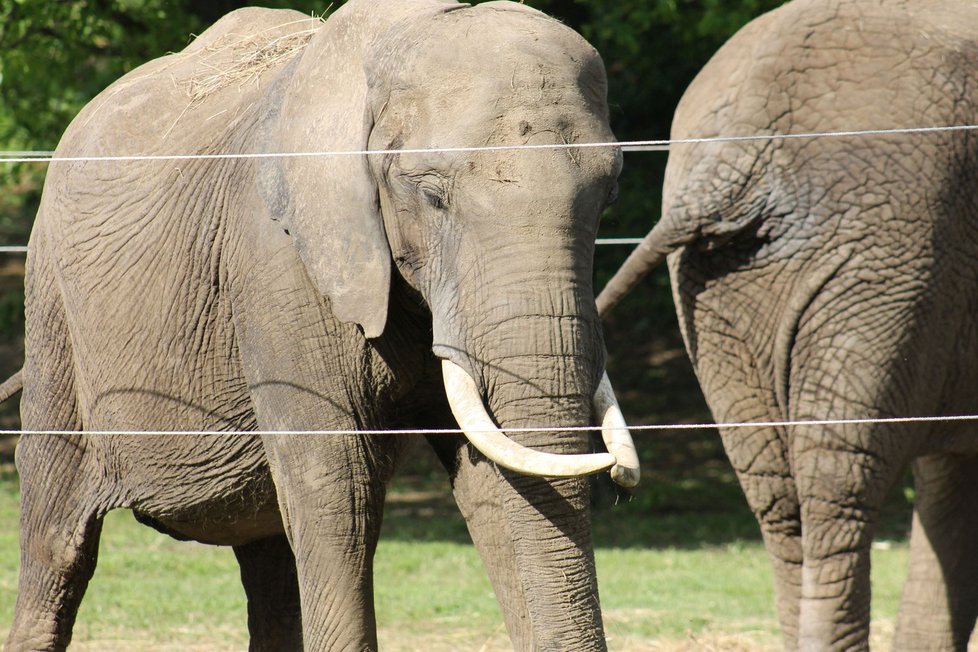 Slon z cirkusu ve Zlíně vážně zranil seniorku, která jej krmila.