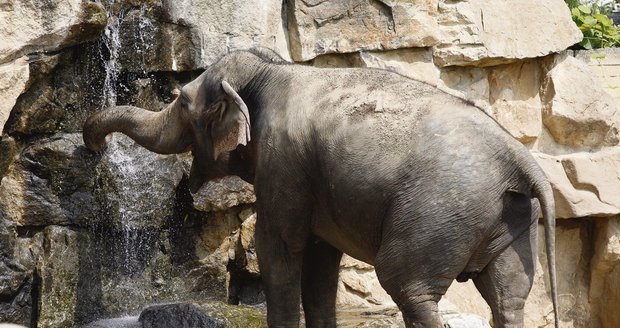 Příjemným zpestřením v teplém dni je pro slona v pražské zoo zchlazení chobotu v proudu vody