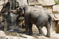 V ostravské zoo vyprošťovali slonici z příkopu