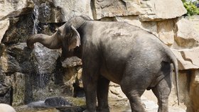 V ostravské zoo vyprošťovali slonici z příkopu