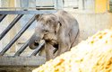 Mladý slon indický brzy opustí ostravskou zoo