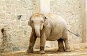 Sloní samec Chandru se narodil v ostravské zoo v roce 2017