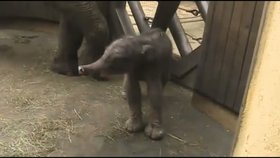 Malé slůně v ostravské zoo zažilo s matkou horké chvilky
