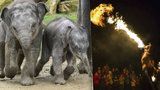 Zoo chystá lampionový průvod i ohnivou show. U slonů oslaví svátek světla