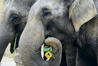 Narozeniny tlustokožců slavily v zoo stovky lidí