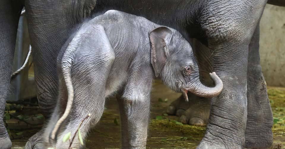 Sloni indičtí obývají v Zoo Praha Údolí slonů, otevřené v březnu 2013, a to díky podpoře hl. m. Prahy i příspěvkům od tisíců lidí. 