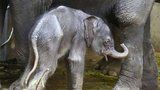 Sloní mimino v pražské zoo už ví: Chobot nemám pro parádu!
