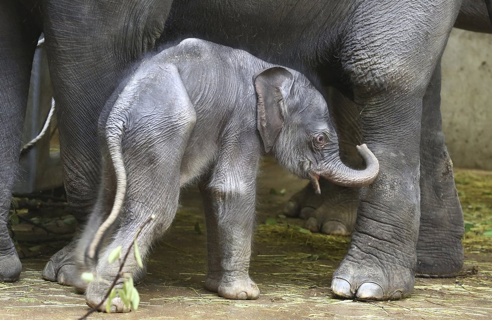 Sloni indičtí obývají v Zoo Praha Údolí slonů, otevřené v březnu 2013, a to díky podpoře hl. m. Prahy i příspěvkům od tisíců lidí. 