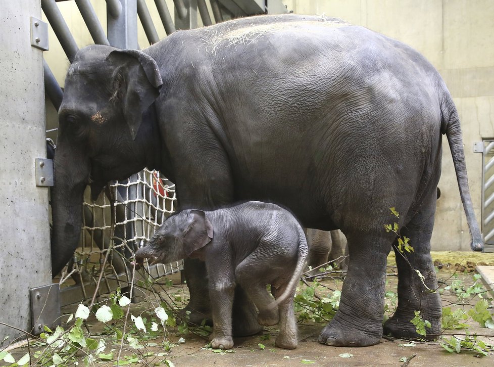 Sloni indičtí obývají v Zoo Praha Údolí slonů, otevřené v březnu 2013, a to díky podpoře hl. m. Prahy i příspěvkům od tisíců lidí. 