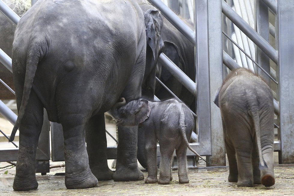 Sloni v Zoo Praha mají možnost dostat se ven i v zimě díky vyhřívanému chodníku (ilustrační foto).