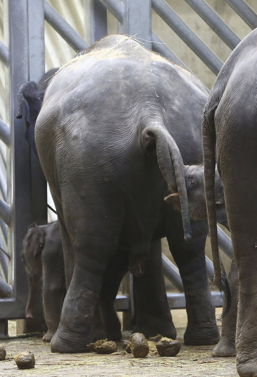 Sloni indičtí obývají v Zoo Praha Údolí slonů, otevřené v březnu 2013, a to díky podpoře hl. m. Prahy i příspěvkům od tisíců lidí. 