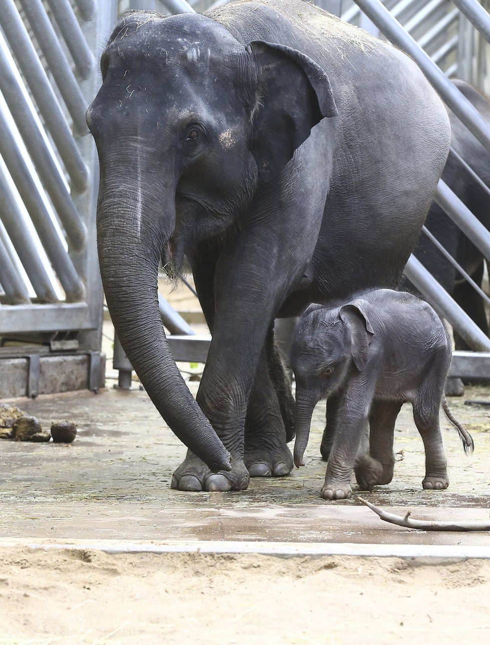 Sloni indičtí obývají v Zoo Praha Údolí slonů, otevřené v březnu 2013, a to díky podpoře hl. m. Prahy i příspěvkům od tisíců lidí. 