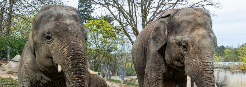 Jak pohnout s obrem? Velké stěhování sloních kluků z ostravské a pražské zoo 