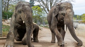 Jak pohnout s obrem? Velké stěhování sloních kluků z ostravské a pražské zoo 