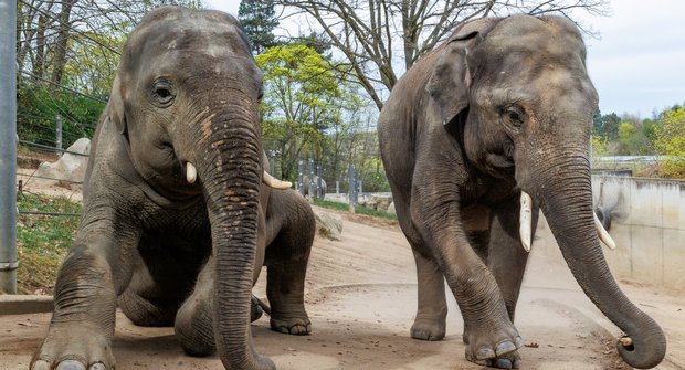 Jak pohnout s obrem? Velké stěhování sloních kluků z ostravské a pražské zoo