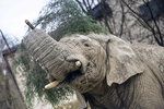 Samec slona afrického Kito uhynul v zoo ve Dvoře Králové nad Labem.