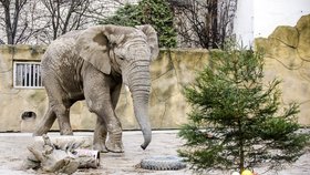 Samec slona afrického Kito uhynul v zoo ve Dvoře Králové nad Labem.