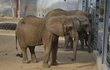 Tři sloní krásky – Zola (28), Kali (29) a Ulu (27).