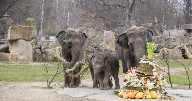 Slonice Lakuna oslavila v pražské zoo svoje první narozeniny