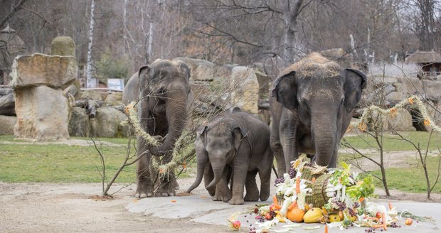 Slonice Lakuna oslavila v pražské zoo svoje první narozeniny