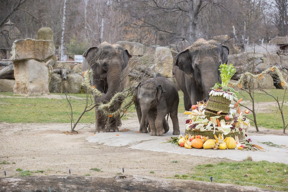 Slonice Lakuna oslavila v pražské zoo svoje první narozeniny