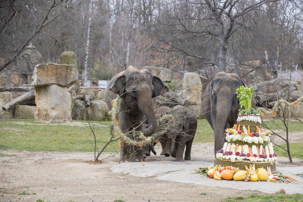 Slonice Lakuna oslavila v pražské zoo svoje první narozeniny.