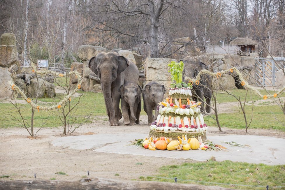 Slonice Lakuna oslavila v pražské zoo svoje první narozeniny