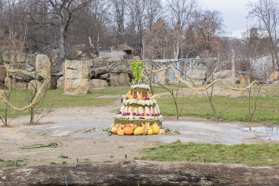 Slonice Lakuna oslavila v pražské zoo svoje první narozeniny