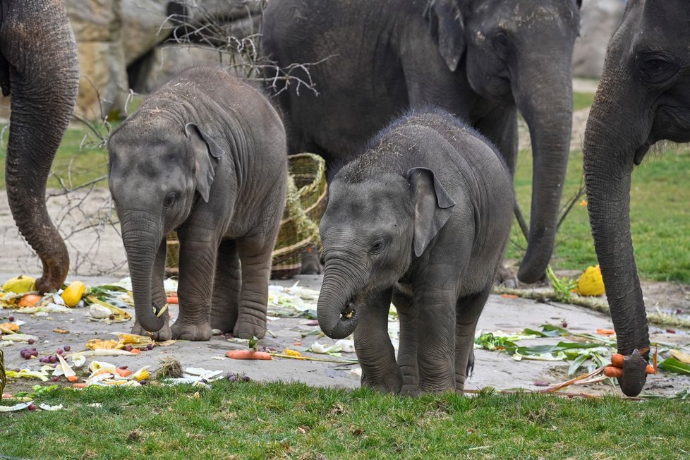 Slonice Lakuna oslavila v pražské zoo svoje první narozeniny