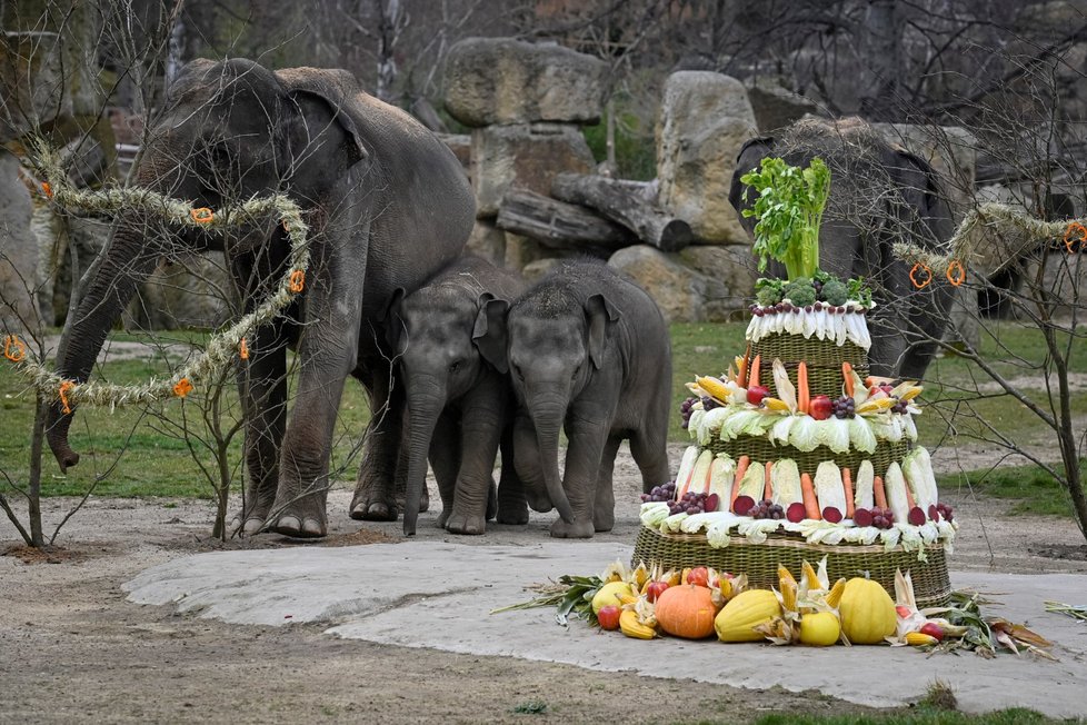 Slonice Lakuna oslavila v pražské zoo svoje první narozeniny