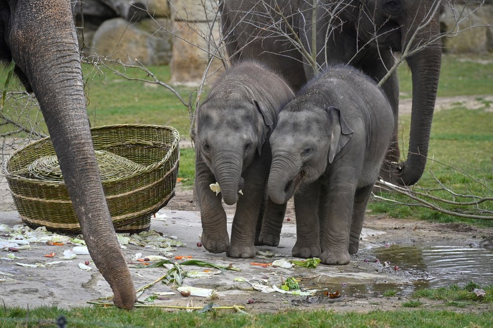 Slonice Lakuna oslavila v pražské zoo svoje první narozeniny