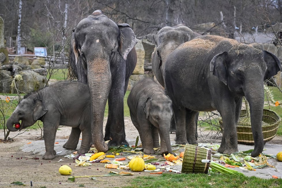 Slonice Lakuna oslavila v pražské zoo svoje první narozeniny