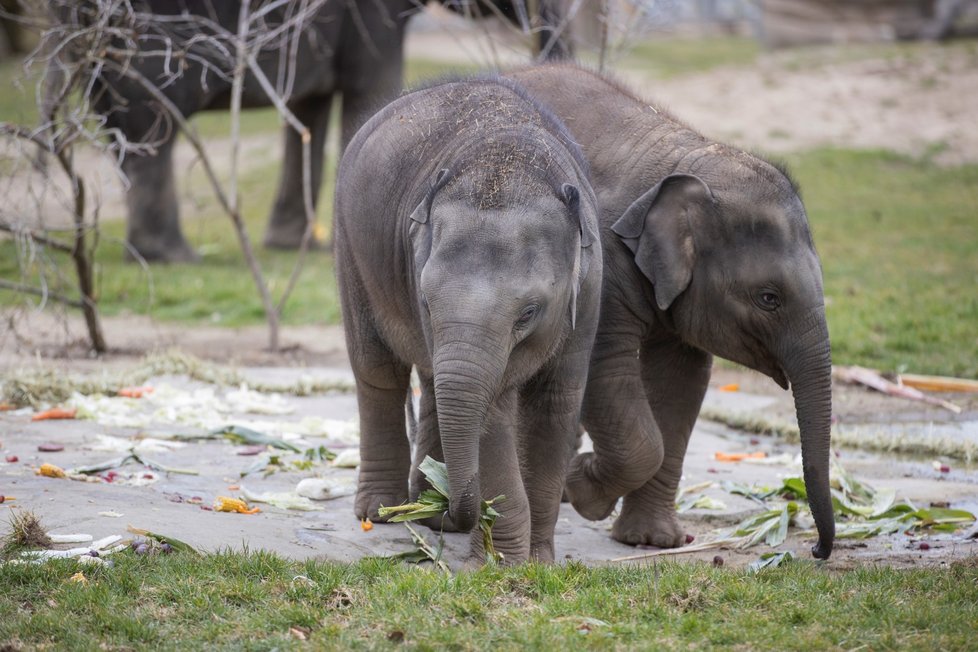 Slonice Lakuna oslavila v pražské zoo svoje první narozeniny