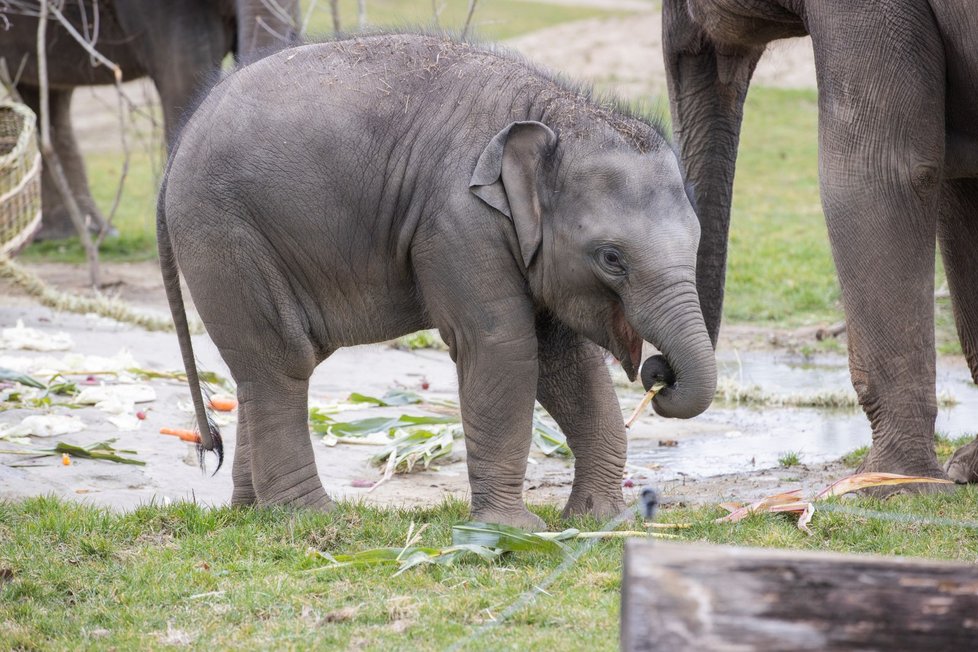 Slonice Lakuna oslavila v pražské zoo svoje první narozeniny
