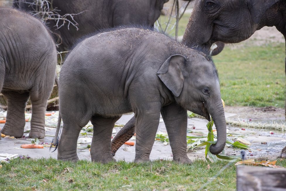 Slonice Lakuna oslavila v pražské zoo svoje první narozeniny.