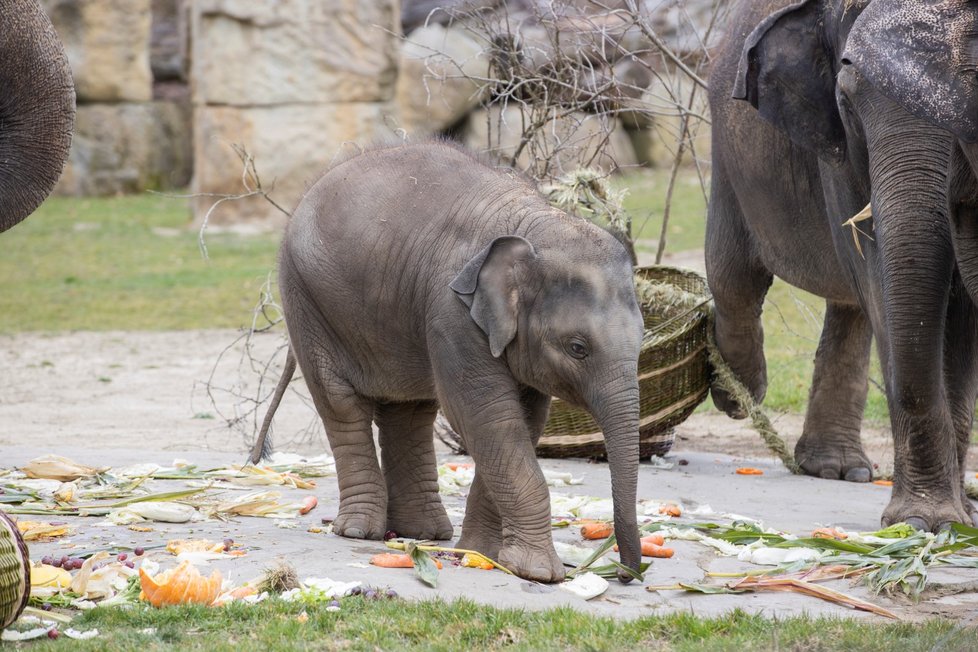 Slonice Lakuna oslavila v pražské zoo svoje první narozeniny.