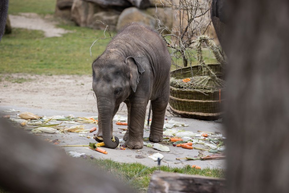 Slonice Lakuna oslavila v pražské zoo svoje první narozeniny