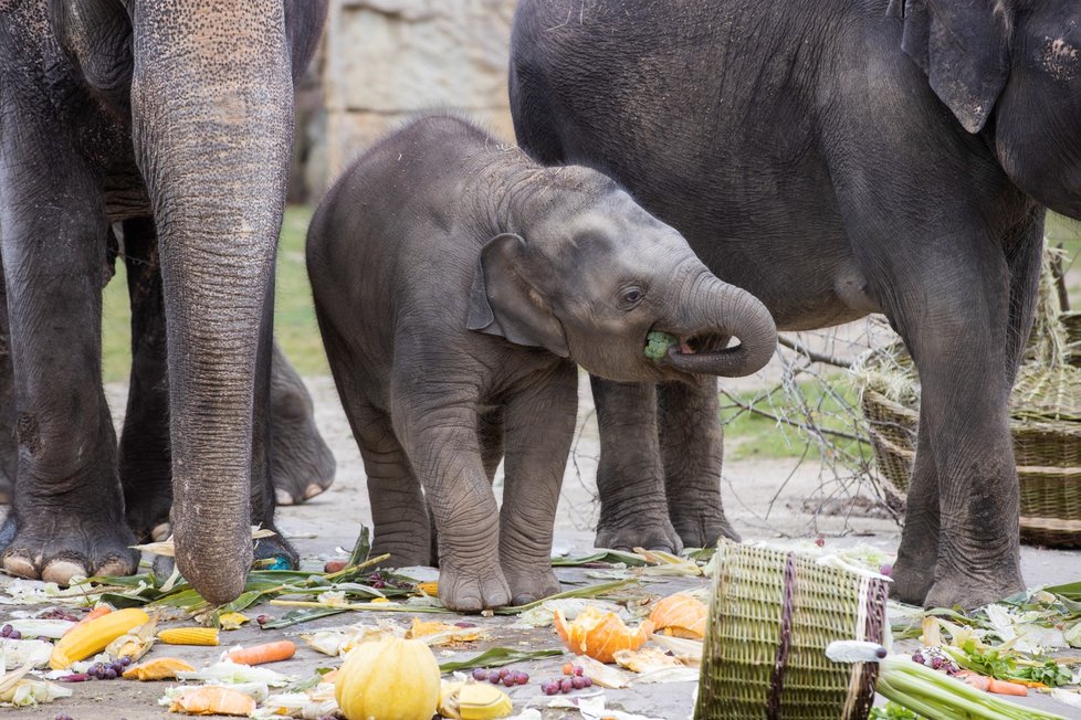 Slonice Lakuna oslavila v pražské zoo svoje první narozeniny