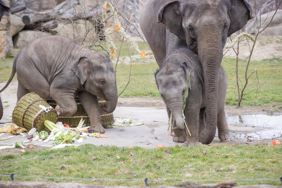 Slonice Lakuna oslavila v pražské zoo svoje první narozeniny