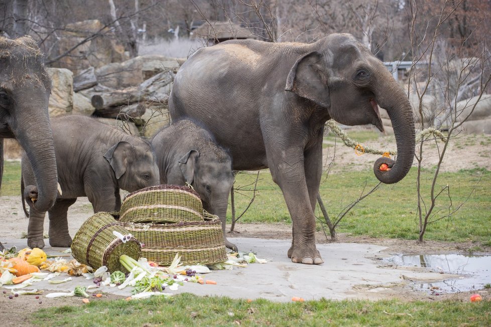 Slonice Lakuna oslavila v pražské zoo svoje první narozeniny